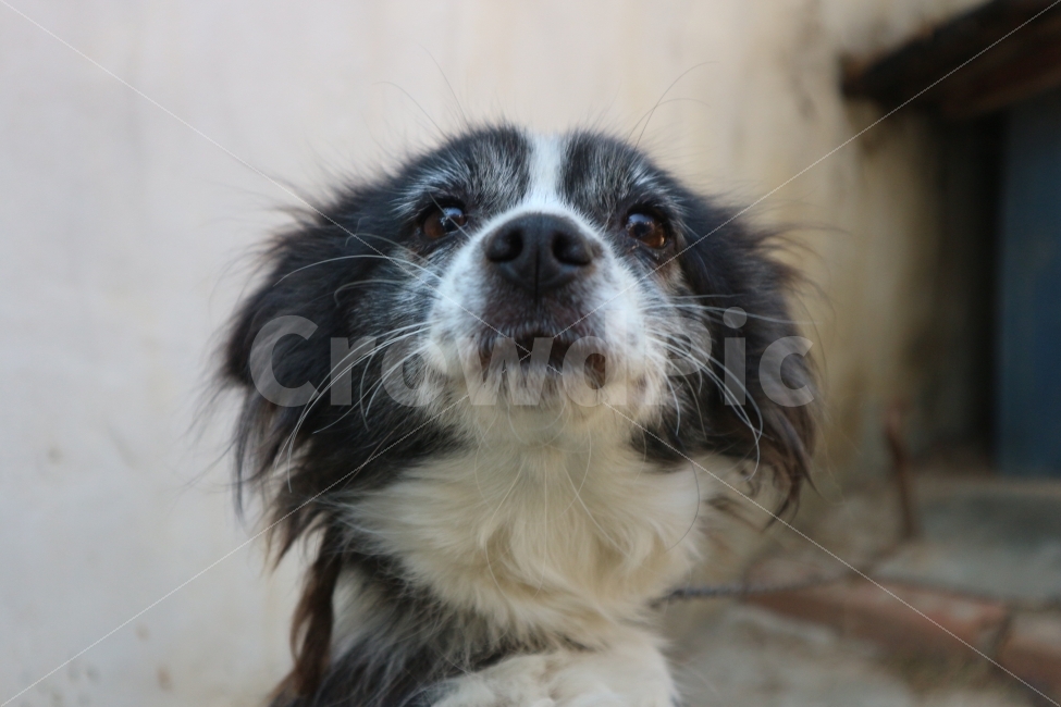 개,강아지,반려견,슬픔,Dog,Sad,Blue,Puppy,Animals,동물,animal,포유류,mammal,개,강아지,dog,doggy