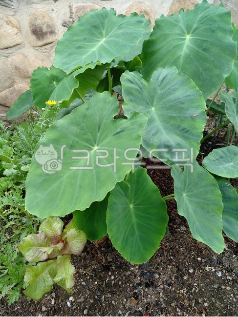 Taro cultivation,taro leaves,Taro farming,crops,taro,vegetable