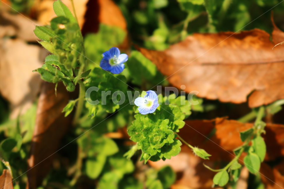 큰개불알풀,꽃,야생화,파란꽃,봄,여름,식물,자연,plants,nature,꽃,flower