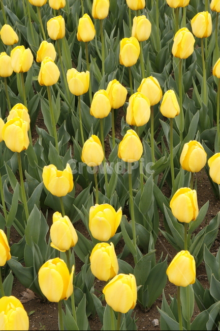 튤립,꽃,봄꽃,축제,식물,봄,계절,spring,season,식물,자연,plants,nature,꽃,flower,plant,blossom