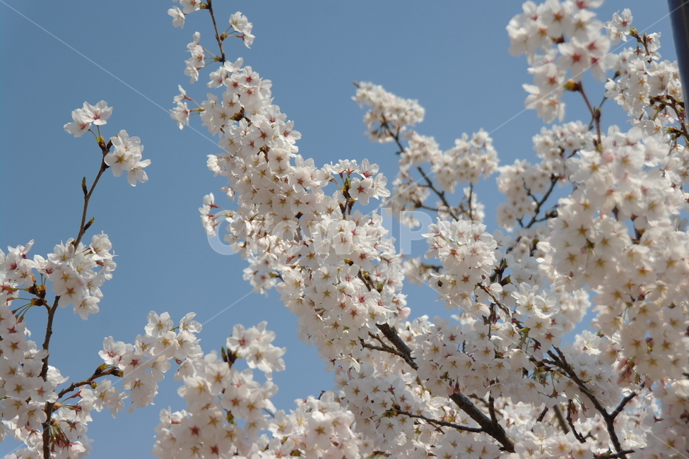 벚꽃,꽃,봄,하늘,자연,봄,계절,spring,season,식물,자연,plants,nature,꽃,flower,plant,blossom