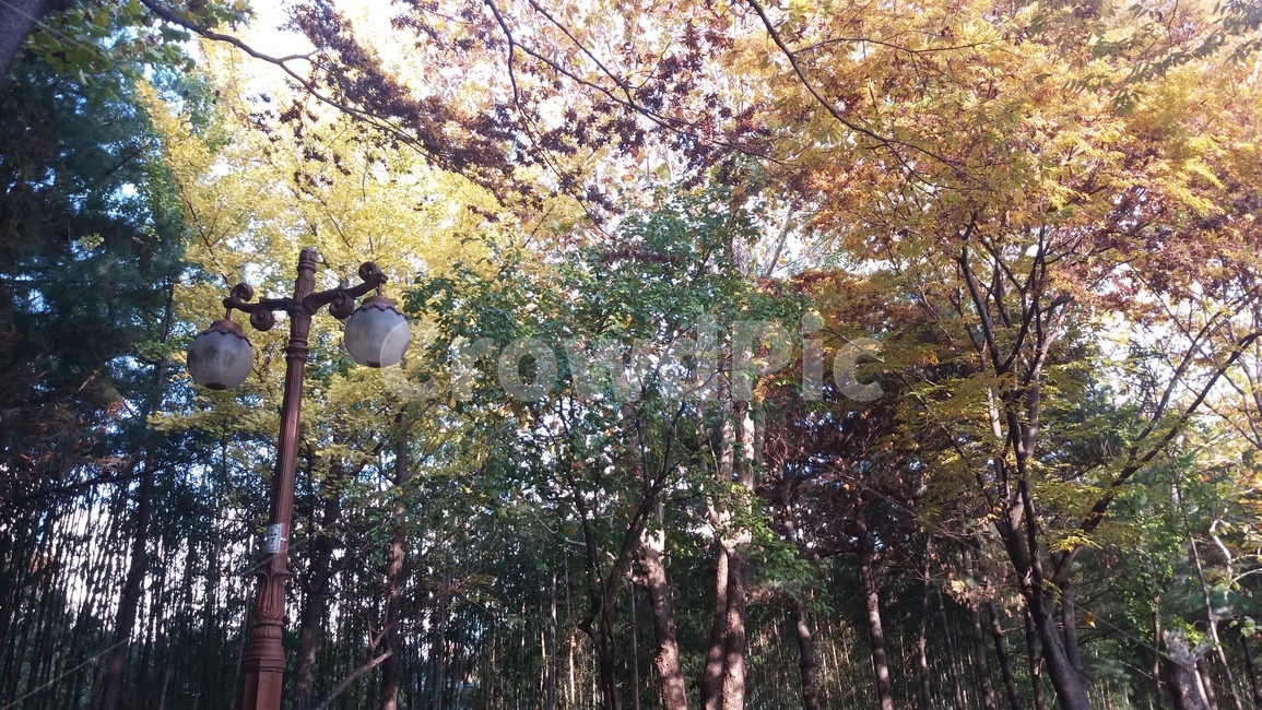 가로등,가을,초가을,풍경,이쁜가로등