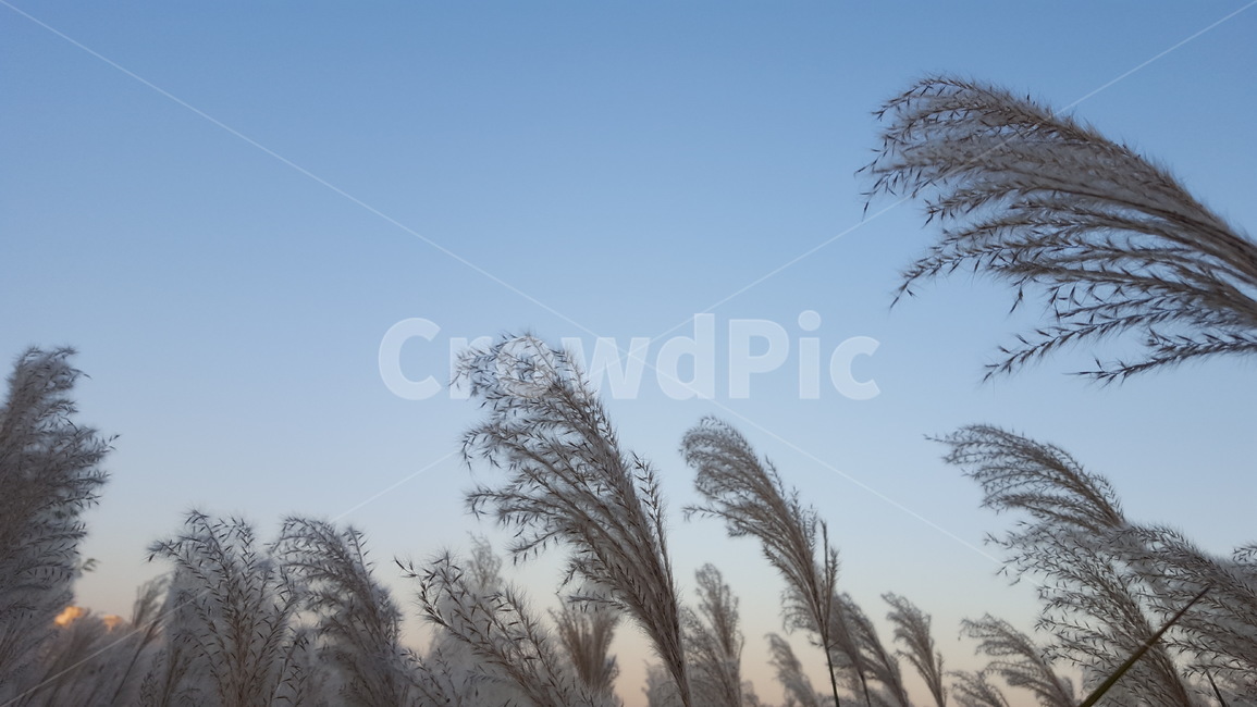 갈대,가을,강변,억새풀,식물,가을,계절,fall,autumn,season,grass,잔디,plant,lawn