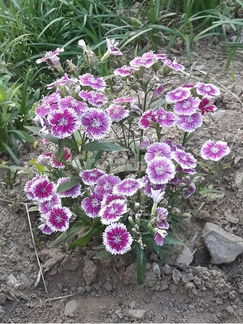 꽃,봄꽃,식물,flower,봄,spring
