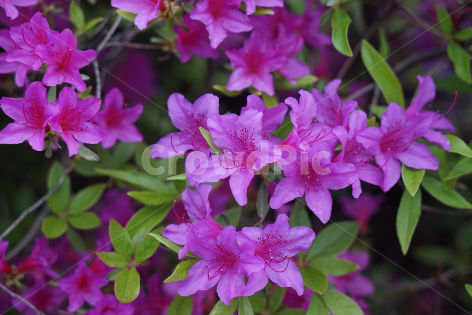 봄,꽃,색깔꽃,분홍꽃,봄꽃,봄,계절,spring,season,식물,자연,plants,nature,꽃,flower,geranium,제라늄,blossom,plant