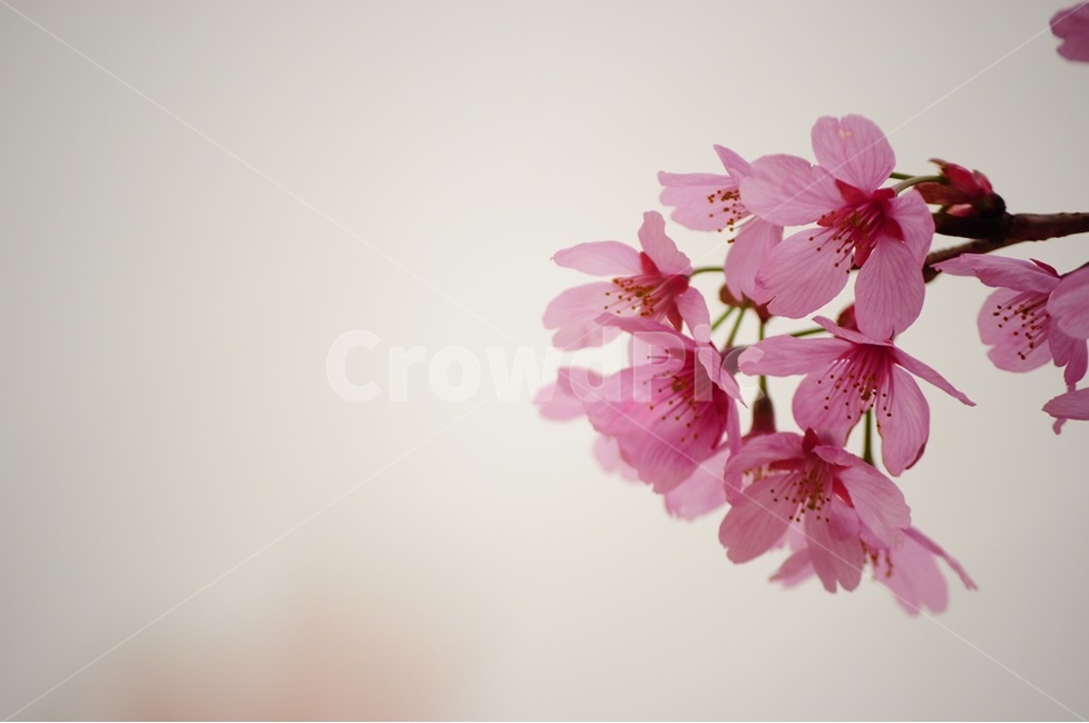 벚꽃,겹벚꽃,붉은벚꽃,왕벚꽃,산벚꽃,봄,계절,spring,season,식물,자연,plants,nature,꽃,flower,plant,blossom