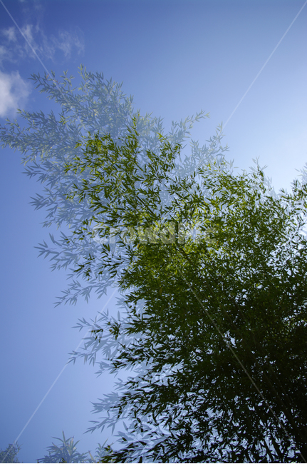 하늘,대나무,잎,식물,color,자연,풍경,nature,landscape,tree,나무,plant