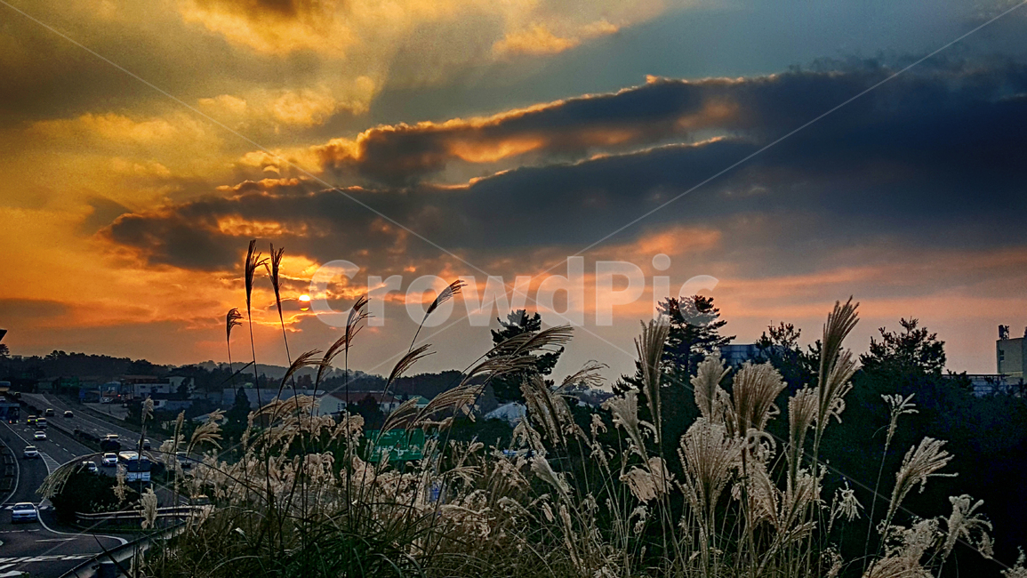 갈대,노을,석양,구름,오후,풍경,landscape,식물,자연,plants,nature