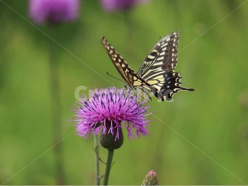 엉겅퀴,호랑나비,붉은색,여름,들녁,식물,자연,plants,nature,꽃,flower,동물,animal,곤충,벌레,insect,bug