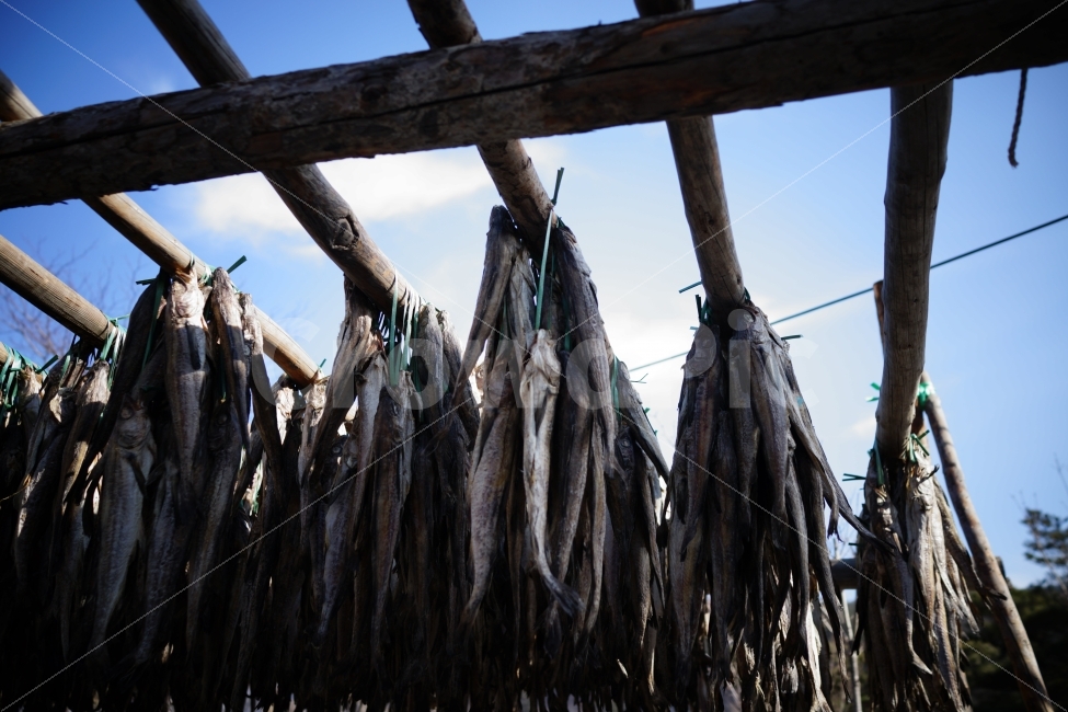 Gangwondo,sky,drying fish,fish,winter,Yongdaeri,Dried pollack,Hwangtae Deokjang