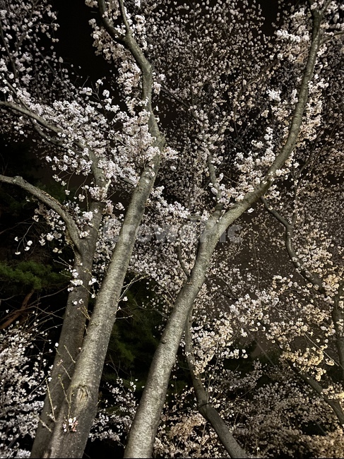 벚꽃야경,밤벚꽃,벚꽃만개,벚꽃하늘,벚꽃길,벚꽃,벚꽃축제,cherryblossom,tree,sky,night,nature,자연
