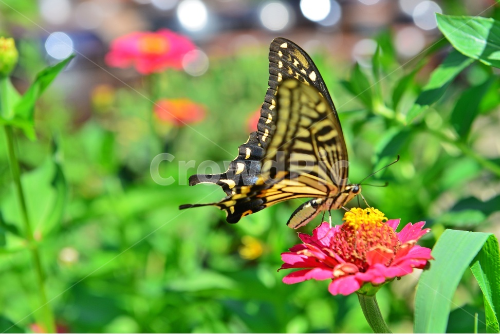 nature,자연,outdoors,옥외,백일홍,호랑나비,나비,plant,식물,항아리,식물,자연,plants,nature,꽃,flower,동물,animal,곤충,벌레,insect,bug