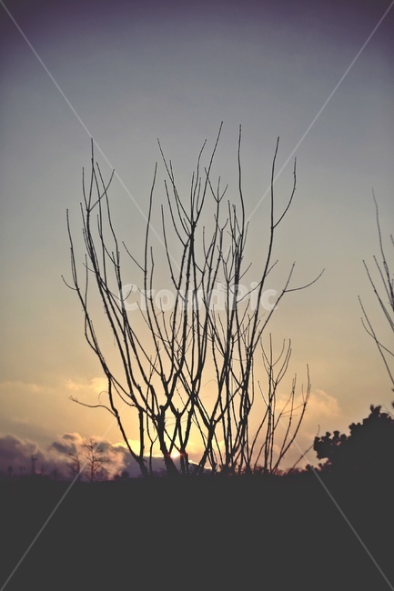 나무,그림자,실루엣,구름,하늘,tree,shadow,silhouette,sky,cloud,자연,풍경,nature,landscape,식물,plants,나무,trees,wood,실루엣,그림자,silhouette,shadow,outdoors,옥외