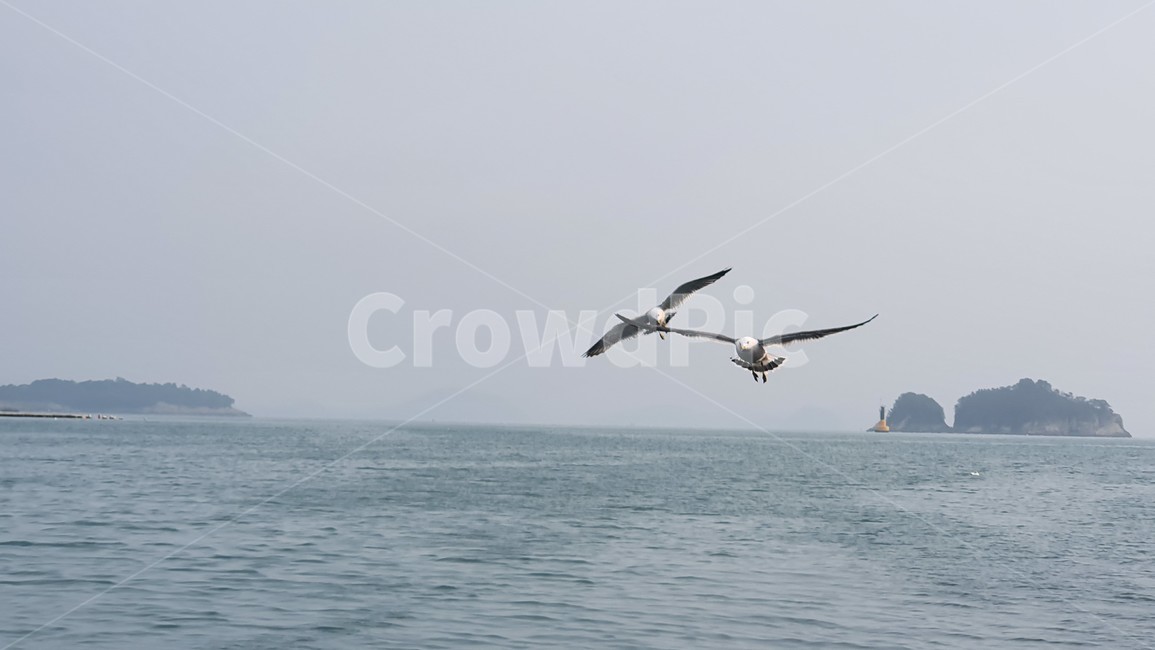 bird,새,바다,sea,ocean,바다풍경,갈매기,자연,nature,동물,animal,조류,새,birds