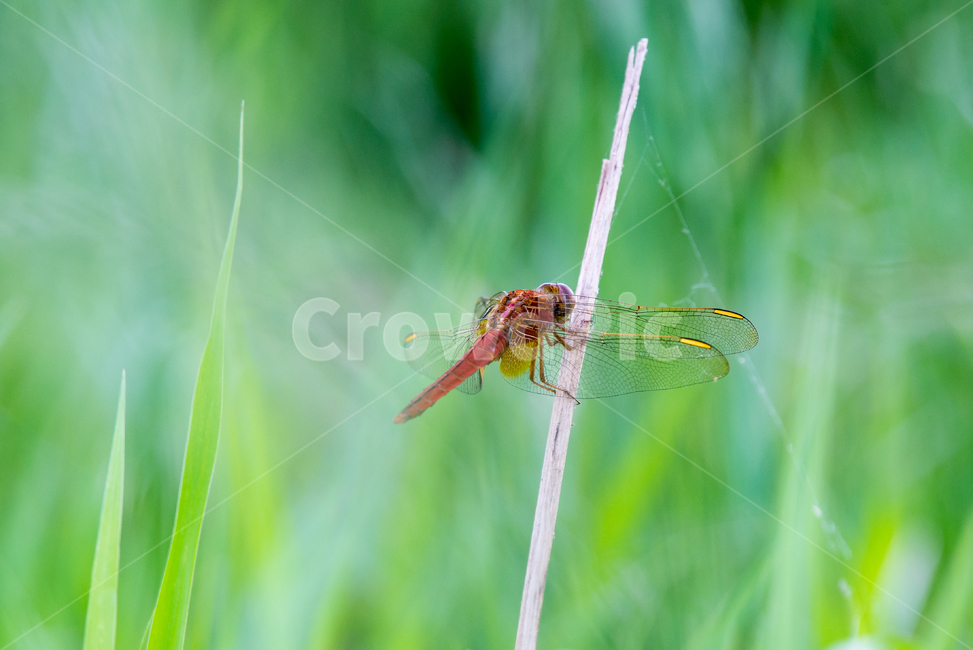 잠자리,dragonfly,곤충,날개,insect,벌레,곤충,벌레,insect,bug