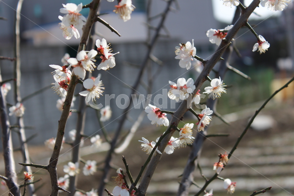 꽃,봄,spring,계절,꽃나무,flower,plant,식물,색감,분위기,매화