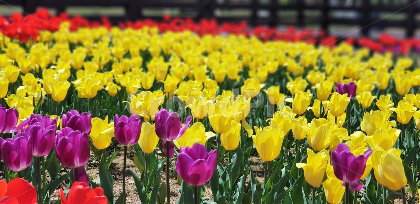 튤립,보라색,빨간색,노란색,꽃,자연,식물,flower,nature,그린,green,yellow,red,봄,계절,spring,season,식물,자연,plants,nature,꽃,flower,plant