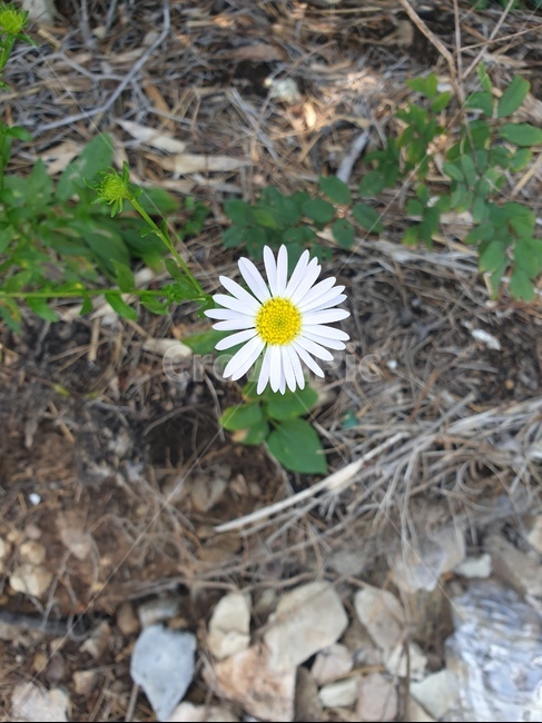 plant,식물,daisies,blossom,데이지,flower,daisy,꽃,식물,자연,plants,nature,꽃,flower