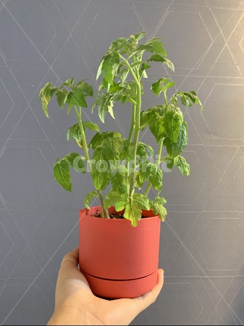 토마토,빨간화분,토마토화분,식물,귀여운화분