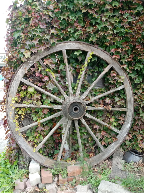 식물,덩쿨식물,잎,leaf,달구지바퀴,마차바퀴,벽돌,wheel,식물,자연,plants,nature