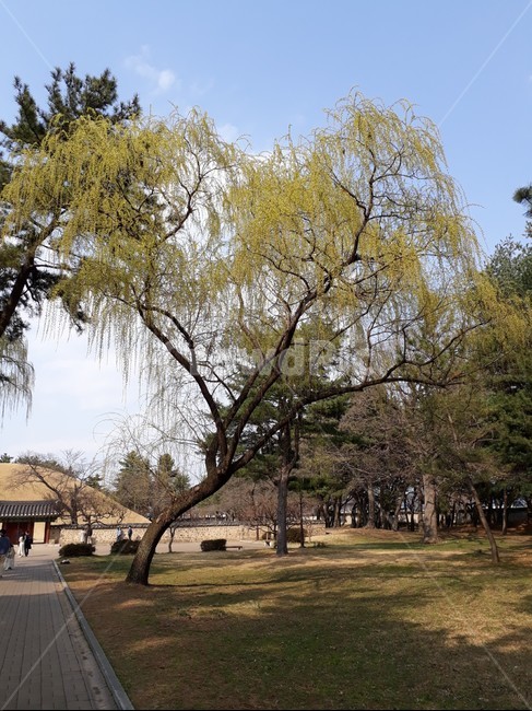 tree,나무,plant,식물,경주,gyeongju,잔디,view,park,공원,royaltomb,하늘,sky,자연,nature