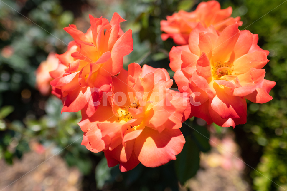 장미,rose,nature,꽃,식물,자연,식물,자연,plants,nature,꽃,flower