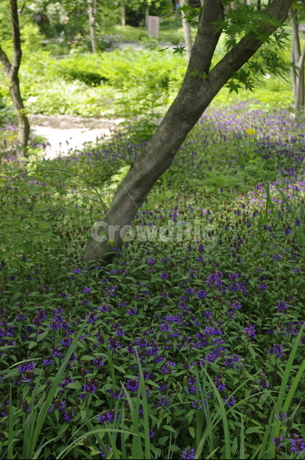 초록,나무,잎,꽃,flower,식물,plant,계절,봄,spring,자연,풍경,nature,landscape,outdoors,옥외,field,들,grassland,목초지