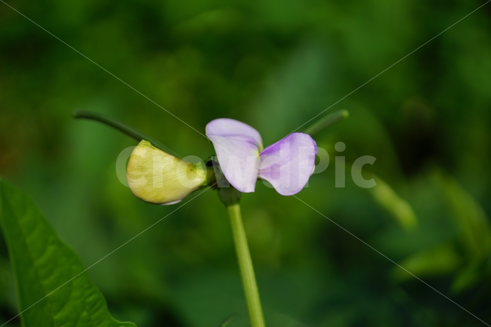 동부콩,완두콩,콩,식물,자연,이파리,여름,식재료,요리재료,식자재,nature,summer,green,녹색,줄기,접사,콩꽃,꽃사진,플라워,flower,농작물,농산물,농촌,시골,재배,수확,농업,country,macro,신비,감성,감성사진,힐링,힐링사진,콩밭,스냅,스냅사진,스넵,스넵사진,snap,bean,soya,pea,색깔,칼라,color,고운,곱다,한국의자연,한국자연,한국풍경,식물,자연,plants,nature,꽃,flower