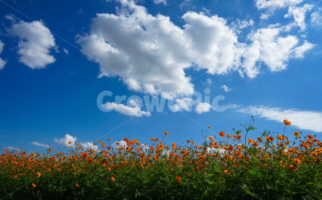 꽃,코스모스,가을,하늘,구름,재배,군락,농장,자연,가을,계절,fall,autumn,season,자연,풍경,nature,landscape,outdoors,옥외