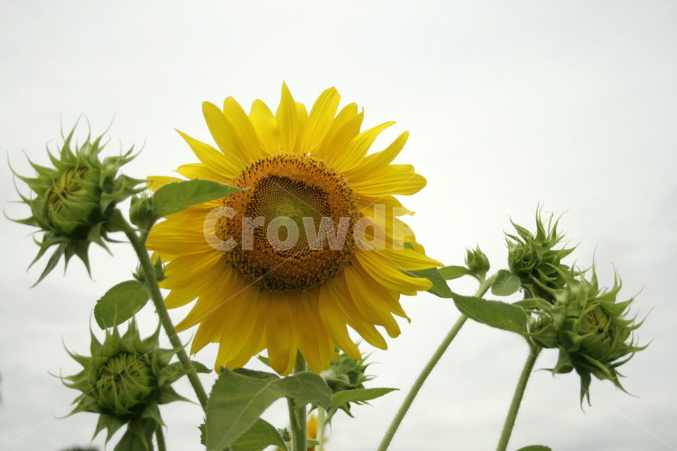 해바라기,식물,flower,plants,nature,꽃,꽃봉오리,꽃밭,여름,공원,길,식물,자연,plants,nature,꽃,flower
