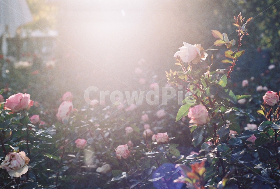 꽃,장미,장미정원,감성사진,필름사진,NikomEM,식물,자연,plants,nature,꽃,flower,감성,sensible,feeling,휴식,힐링,rest,relaxation,healing