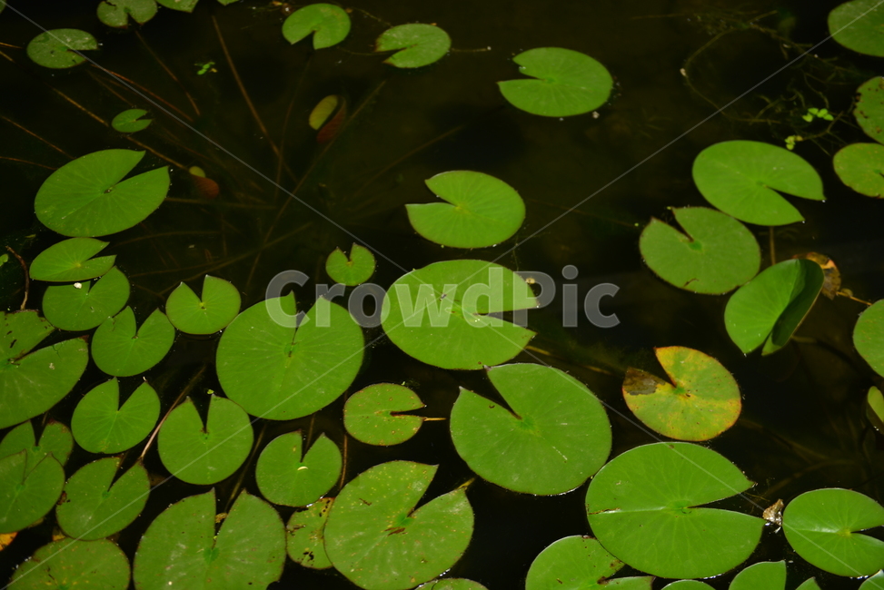 수련,수생식물,잎,식물,leaf,plant