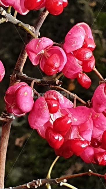 나무,꽃,열매,식물,plant