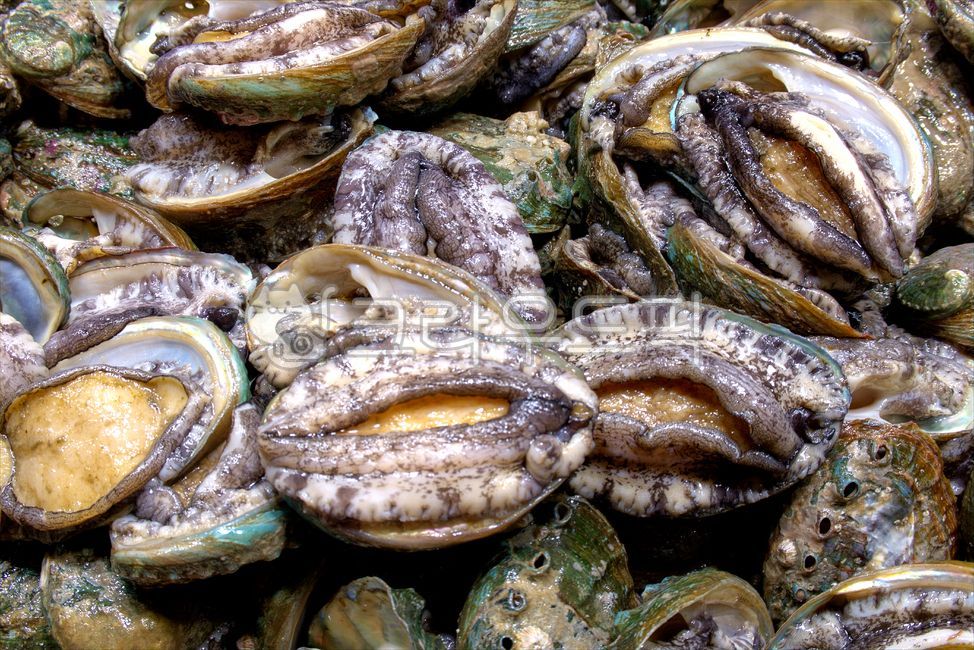 전복,해산물,먹거리,생물,먹방,해물,씨푸드,바다,음식,푸드,안주거리,회,전복회,안주꺼리,식재료,요리,수산물,시장,수산시장,어시장,abalone,livingthings,eatingshow,sea,food,sidedishes,sashimi,abalonesashimi,foodingredients,cooking,seafood,market,fisherymarket,fishmarket