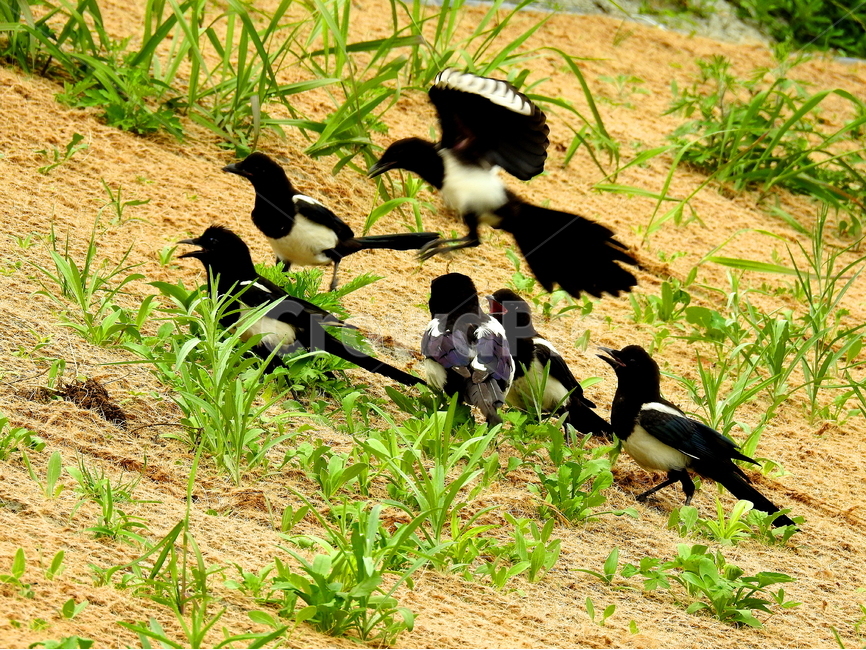 새,동물,까치,자연,조류,동물,animal,조류,새,birds