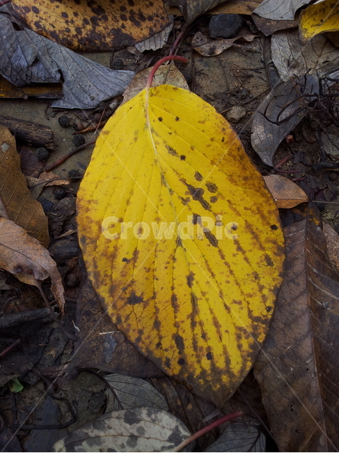 단풍,엽록소,식물,가을,redleaves,식물,자연,plants,nature
