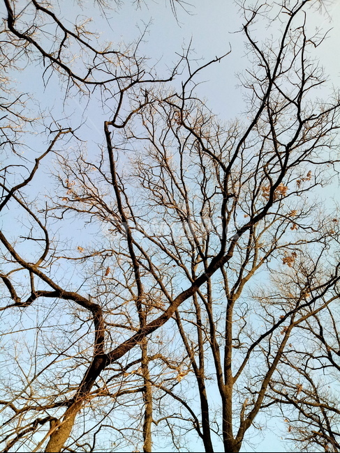 나무,나무줄기,식물,plant,tree,treetrunk,하늘,식물,자연,plants,nature,나무,trees,wood