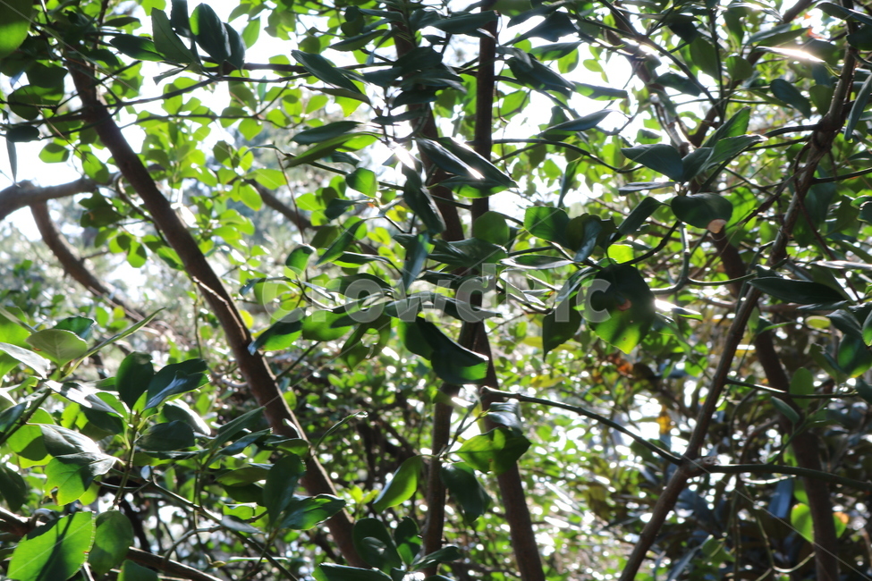 plant,식물,햇살,green,역광,초록,나무