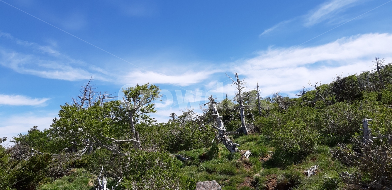 제주도,한라산,영실코스,고사목,구상나무