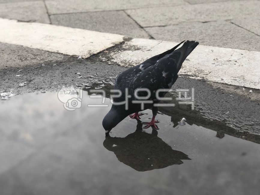 비둘기,새,반사,믈마시는,검은색비둘기,water,물,동물,animal