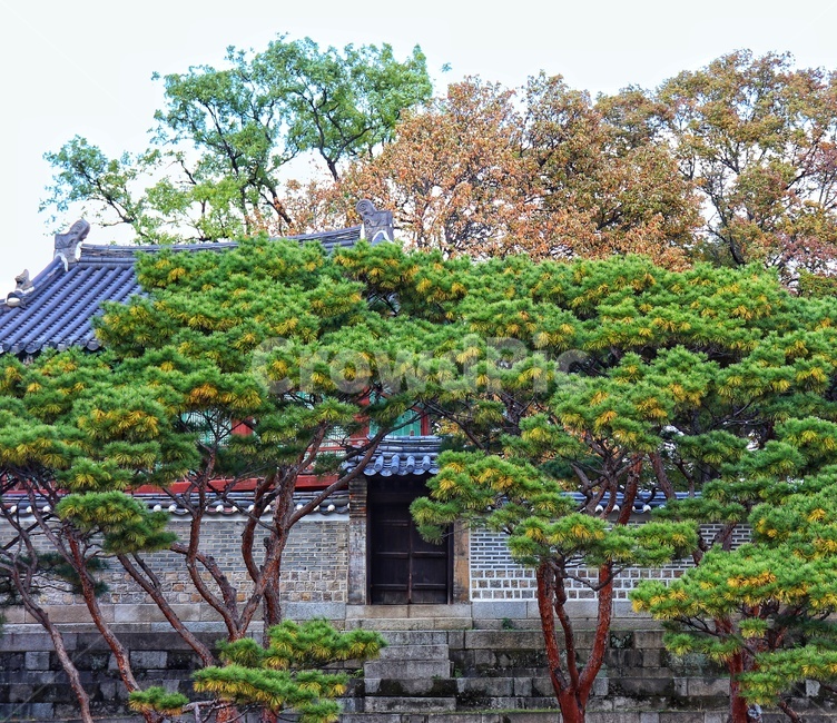 창덕궁,궁궐,5대궁,동궐,가을,랜드마크,landmark,tourist attraction,한국랜드마크,한국관광지,한국명소,korea landmark,korea tourist attraction