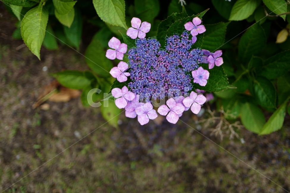 산수국,수국,꽃,식물,자연,식물,자연,plants,nature,꽃,flower