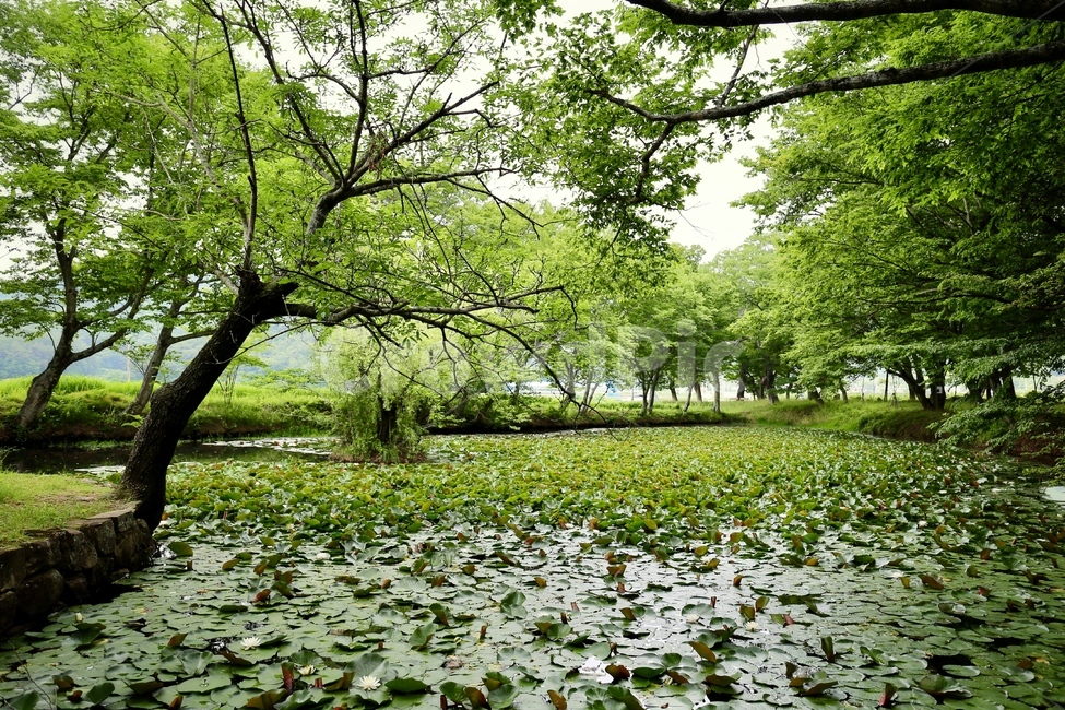 장산숲,작은숲,드라마촬영지,연꽃연못,고성장산숲