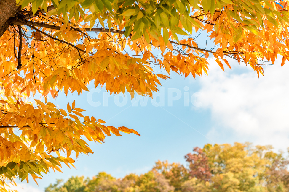 가을,autumn,fall,야외,outdoor,공원,park,자연,nature,맑은날,clear,tree,나무,단풍,maple,하늘,sky,orange,식물,plant,leaf,잎,가을,계절,fall,autumn,season,자연,풍경,nature,landscape