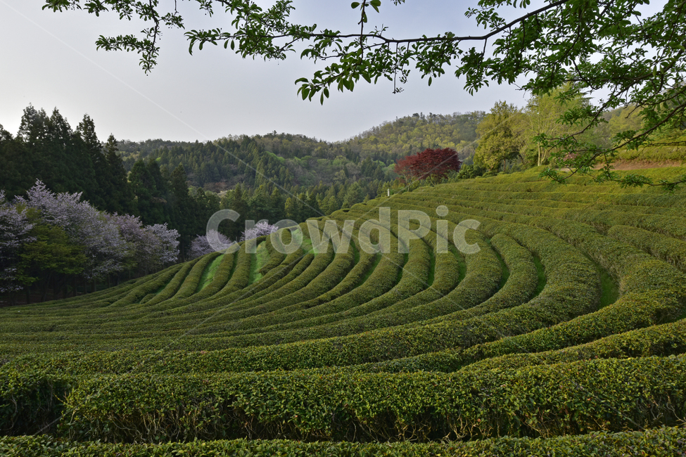 녹차,greentea,녹차밭,차밭,풍경,경치,녹색,국산차,평온,자연,풍경,nature,landscape,한국자연풍경,한국자연경관,korea nature landscape