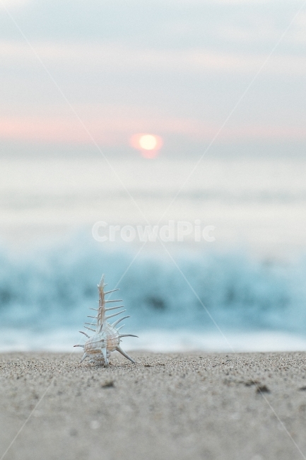 바다,감성사진,조개,파도,일출,해변,바다,beach,sea,감성,sensible,feeling