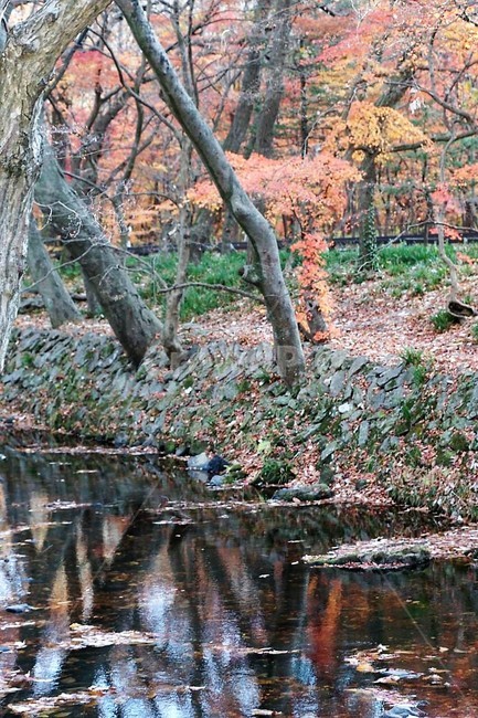 가을,나무,단풍,낙엽,season,autumn,fall,자연,계절,풍경,감성,서정,그림자,냇물,가을,계절,fall,autumn,season,자연,풍경,nature,landscape,tree,plant,식물,land,땅,outdoors,옥외