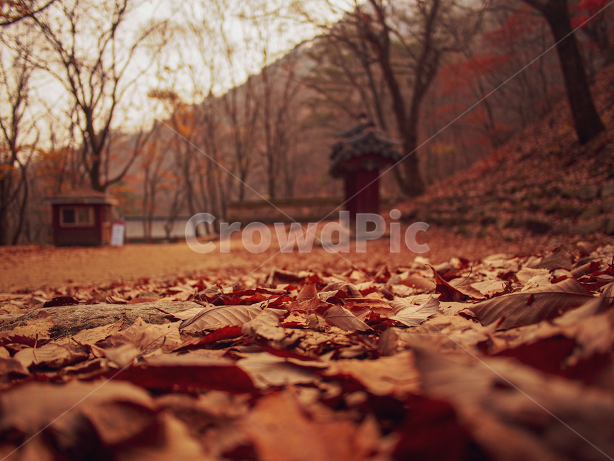 가을,낙엽,leaf,잎,ground,식물,바닥,tree,나무,plant,가을,계절,fall,autumn,season