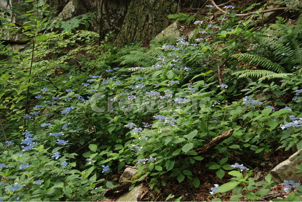 hikingtrail,cloud,mountain,summer,산,식물,자연,plants,nature,꽃,flower