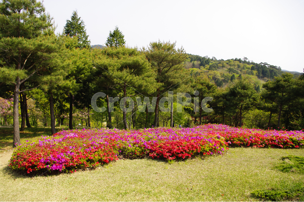 수목원,숲,나무,식물,flower,plants,nature,철쭉,식물,자연,plants,nature,꽃,flower,나무,trees,wood